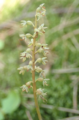 <i class='fa fa-user'></i>&nbsp;A. Soeting&nbsp;|  Kleine Keverorchis&nbsp; <i class='fa fa-eye'>&nbsp;51</i> &nbsp;<i class='fa fa-thumbs-up'>&nbsp;1</i> &nbsp; <i class='fa fa-comment-o'>&nbsp;3</i>