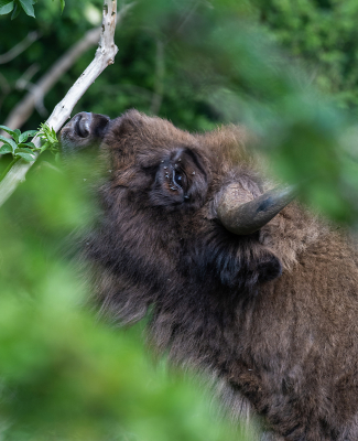 <i class='fa fa-user'></i>&nbsp;Eef Kieft&nbsp;|  Wisent&nbsp; <i class='fa fa-eye'>&nbsp;81</i> &nbsp; <i class='fa fa-comment-o'>&nbsp;0</i>