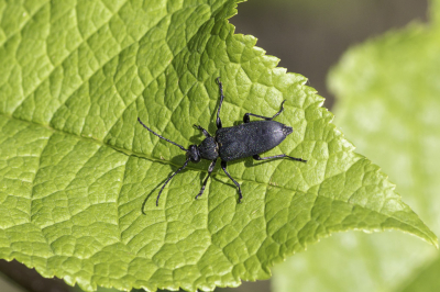 <i class='fa fa-user'></i>&nbsp;Martin Verbeeten&nbsp;|  Stictoleptura scutellata&nbsp; <i class='fa fa-eye'>&nbsp;44</i> &nbsp;<i class='fa fa-thumbs-up'>&nbsp;1</i> &nbsp; <i class='fa fa-comment-o'>&nbsp;1</i>