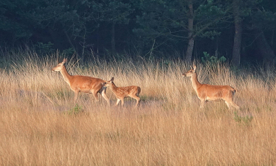 <i class='fa fa-user'></i>&nbsp;nelappelmelk&nbsp;|  Edelhert&nbsp; <i class='fa fa-eye'>&nbsp;85</i> &nbsp;<i class='fa fa-thumbs-up'>&nbsp;2</i> &nbsp; <i class='fa fa-comment-o'>&nbsp;5</i>