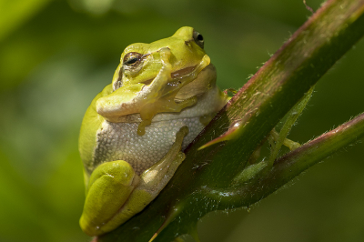<i class='fa fa-user'></i>&nbsp;Bertus&nbsp;|  Europese Boomkikker&nbsp; <i class='fa fa-eye'>&nbsp;81</i> &nbsp;<i class='fa fa-thumbs-up'>&nbsp;4</i> &nbsp; <i class='fa fa-comment-o'>&nbsp;4</i>