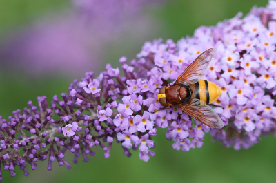 <i class='fa fa-user'></i>&nbsp;Paul Vandebroek&nbsp;|  Stadsreus&nbsp; <i class='fa fa-eye'>&nbsp;65</i> &nbsp;<i class='fa fa-thumbs-up'>&nbsp;2</i> &nbsp; <i class='fa fa-comment-o'>&nbsp;5</i>