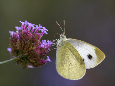 <i class='fa fa-user'></i>&nbsp;Mignon-Creative&nbsp;|  Scheefbloemwitje&nbsp; <i class='fa fa-eye'>&nbsp;82</i> &nbsp;<i class='fa fa-thumbs-up'>&nbsp;2</i> &nbsp; <i class='fa fa-comment-o'>&nbsp;3</i>