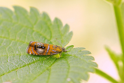 <i class='fa fa-user'></i>&nbsp;Nel R&nbsp;|  Geisha&nbsp; <i class='fa fa-eye'>&nbsp;88</i> &nbsp;<i class='fa fa-thumbs-up'>&nbsp;6</i> &nbsp; <i class='fa fa-comment-o'>&nbsp;6</i>