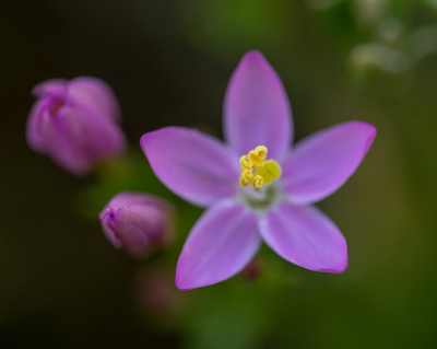 <i class='fa fa-user'></i>&nbsp;Eef Kieft&nbsp;|  Fraai Duizendguldenkruid&nbsp; <i class='fa fa-eye'>&nbsp;49</i> &nbsp; <i class='fa fa-comment-o'>&nbsp;2</i>