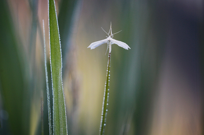<i class='fa fa-user'></i>&nbsp;Pieter  LJ&nbsp;|  Sneeuwwitte Vedermot&nbsp; <i class='fa fa-eye'>&nbsp;64</i> &nbsp;<i class='fa fa-thumbs-up'>&nbsp;3</i> &nbsp; <i class='fa fa-comment-o'>&nbsp;3</i>