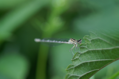 <i class='fa fa-user'></i>&nbsp;Jasper&nbsp;|  Watersnuffel&nbsp; <i class='fa fa-eye'>&nbsp;71</i> &nbsp; <i class='fa fa-comment-o'>&nbsp;2</i>