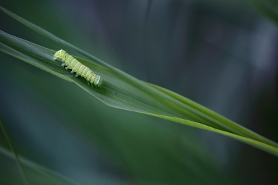 <i class='fa fa-user'></i>&nbsp;Pieter  LJ&nbsp;|  Tweestreepvoorjaarsuil&nbsp; <i class='fa fa-eye'>&nbsp;54</i> &nbsp;<i class='fa fa-thumbs-up'>&nbsp;2</i> &nbsp; <i class='fa fa-comment-o'>&nbsp;2</i>
