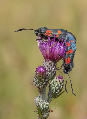 <i class='fa fa-user'></i>&nbsp;Tim Oord&nbsp;|  Sint-jansvlinder&nbsp; <i class='fa fa-eye'>&nbsp;55</i> &nbsp;<i class='fa fa-thumbs-up'>&nbsp;4</i> &nbsp; <i class='fa fa-comment-o'>&nbsp;4</i>