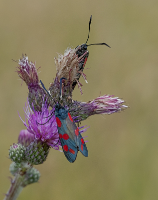 <i class='fa fa-user'></i>&nbsp;Tim Oord&nbsp;|  Sint-jansvlinder&nbsp; <i class='fa fa-eye'>&nbsp;46</i> &nbsp; <i class='fa fa-comment-o'>&nbsp;1</i>