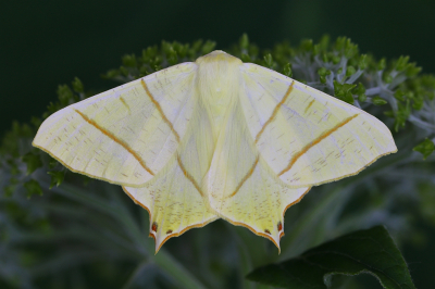 <i class='fa fa-user'></i>&nbsp;Robert Rodenburg&nbsp;|  Vliervlinder&nbsp; <i class='fa fa-eye'>&nbsp;108</i> &nbsp;<i class='fa fa-thumbs-up'>&nbsp;12</i> &nbsp; <i class='fa fa-comment-o'>&nbsp;11</i>