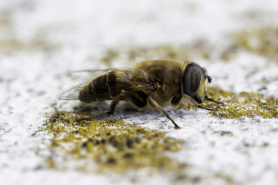 <i class='fa fa-user'></i>&nbsp;Martin Verbeeten&nbsp;|  Blinde Bij&nbsp; <i class='fa fa-eye'>&nbsp;39</i> &nbsp;<i class='fa fa-thumbs-up'>&nbsp;1</i> &nbsp; <i class='fa fa-comment-o'>&nbsp;1</i>