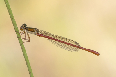 <i class='fa fa-user'></i>&nbsp;Johan van Gurp&nbsp;|  Koraaljuffer&nbsp; <i class='fa fa-eye'>&nbsp;52</i> &nbsp;<i class='fa fa-thumbs-up'>&nbsp;4</i> &nbsp; <i class='fa fa-comment-o'>&nbsp;4</i>