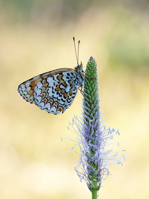 <i class='fa fa-user'></i>&nbsp;Mignon-Creative&nbsp;|  Knoopkruidparelmoervlinder&nbsp; <i class='fa fa-eye'>&nbsp;81</i> &nbsp;<i class='fa fa-thumbs-up'>&nbsp;9</i> &nbsp; <i class='fa fa-comment-o'>&nbsp;4</i>