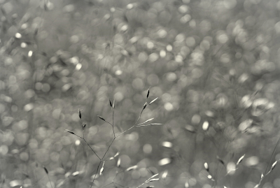 <i class='fa fa-user'></i>&nbsp;Nel R&nbsp;|  Bochtige Smele&nbsp; <i class='fa fa-eye'>&nbsp;64</i> &nbsp;<i class='fa fa-thumbs-up'>&nbsp;3</i> &nbsp; <i class='fa fa-comment-o'>&nbsp;1</i>