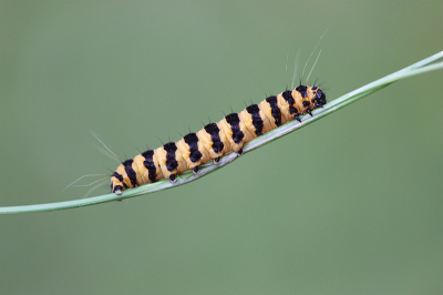 <i class='fa fa-user'></i>&nbsp;Paul Vandebroek&nbsp;|  Sint-jacobsvlinder&nbsp; <i class='fa fa-eye'>&nbsp;49</i> &nbsp;<i class='fa fa-thumbs-up'>&nbsp;1</i> &nbsp; <i class='fa fa-comment-o'>&nbsp;2</i>