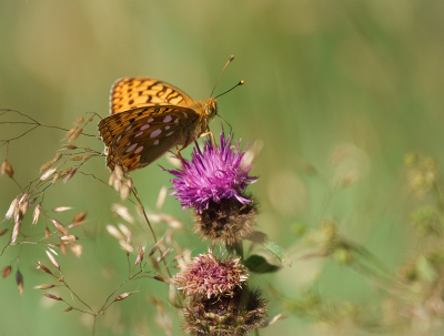 <i class='fa fa-user'></i>&nbsp;Jurgen Maassen&nbsp;|  Grote Parelmoervlinder&nbsp; <i class='fa fa-eye'>&nbsp;76</i> &nbsp;<i class='fa fa-thumbs-up'>&nbsp;3</i> &nbsp; <i class='fa fa-comment-o'>&nbsp;1</i>
