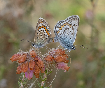 <i class='fa fa-user'></i>&nbsp;Tim Oord&nbsp;|  Heideblauwtje&nbsp; <i class='fa fa-eye'>&nbsp;83</i> &nbsp;<i class='fa fa-thumbs-up'>&nbsp;5</i> &nbsp; <i class='fa fa-comment-o'>&nbsp;7</i>