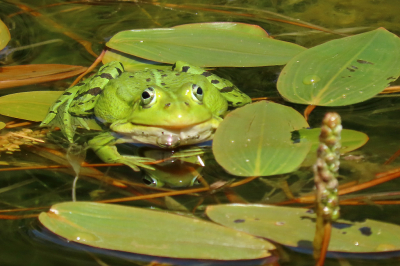 <i class='fa fa-user'></i>&nbsp;A. Soeting&nbsp;|  Groene Kikker sp.&nbsp; <i class='fa fa-eye'>&nbsp;50</i> &nbsp; <i class='fa fa-comment-o'>&nbsp;1</i>