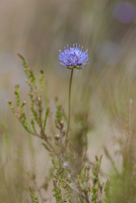 <i class='fa fa-user'></i>&nbsp;Tim Oord&nbsp;|  Zandblauwtje&nbsp; <i class='fa fa-eye'>&nbsp;61</i> &nbsp;<i class='fa fa-thumbs-up'>&nbsp;2</i> &nbsp; <i class='fa fa-comment-o'>&nbsp;1</i>