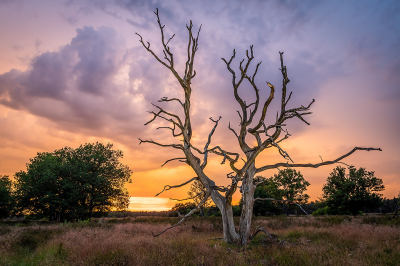 <i class='fa fa-user'></i>&nbsp;Jacob-Carl Pauw&nbsp;|  Dode eik tijdens zonsondergang&nbsp; <i class='fa fa-eye'>&nbsp;95</i> &nbsp; <i class='fa fa-comment-o'>&nbsp;4</i>