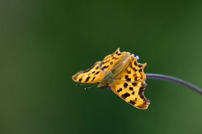 <i class='fa fa-user'></i>&nbsp;Ties Niehof&nbsp;|  Gehakkelde Aurelia&nbsp; <i class='fa fa-eye'>&nbsp;61</i> &nbsp;<i class='fa fa-thumbs-up'>&nbsp;1</i> &nbsp; <i class='fa fa-comment-o'>&nbsp;2</i>