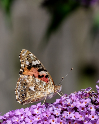 <i class='fa fa-user'></i>&nbsp;Johan van Gurp&nbsp;|  Distelvlinder&nbsp; <i class='fa fa-eye'>&nbsp;52</i> &nbsp;<i class='fa fa-thumbs-up'>&nbsp;1</i> &nbsp; <i class='fa fa-comment-o'>&nbsp;0</i>