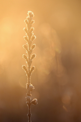 <i class='fa fa-user'></i>&nbsp;Thyrza&nbsp;|  Struikhei&nbsp; <i class='fa fa-eye'>&nbsp;55</i> &nbsp;<i class='fa fa-thumbs-up'>&nbsp;2</i> &nbsp; <i class='fa fa-comment-o'>&nbsp;2</i>