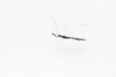 <i class='fa fa-user'></i>&nbsp;Gert-Jan Cromwijk&nbsp;|  Schaarse Muggenwants&nbsp; <i class='fa fa-eye'>&nbsp;75</i> &nbsp;<i class='fa fa-thumbs-up'>&nbsp;1</i> &nbsp; <i class='fa fa-comment-o'>&nbsp;1</i>