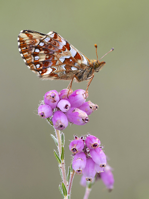 <i class='fa fa-user'></i>&nbsp;Mignon-Creative&nbsp;|  Veenbesparelmoervlinder&nbsp; <i class='fa fa-eye'>&nbsp;93</i> &nbsp;<i class='fa fa-thumbs-up'>&nbsp;10</i> &nbsp; <i class='fa fa-comment-o'>&nbsp;4</i>