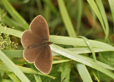 <i class='fa fa-user'></i>&nbsp;Jelle Bakker&nbsp;|  Koevinkje&nbsp; <i class='fa fa-eye'>&nbsp;56</i> &nbsp; <i class='fa fa-comment-o'>&nbsp;1</i>