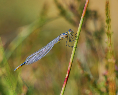 <i class='fa fa-user'></i>&nbsp;janvangastel&nbsp;|  Watersnuffel&nbsp; <i class='fa fa-eye'>&nbsp;51</i> &nbsp;<i class='fa fa-thumbs-up'>&nbsp;1</i> &nbsp; <i class='fa fa-comment-o'>&nbsp;2</i>