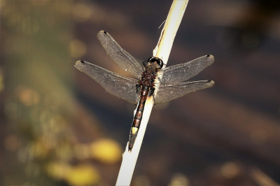 <i class='fa fa-user'></i>&nbsp;frbeuming&nbsp;|  Gevlekte Witsnuitlibel&nbsp; <i class='fa fa-eye'>&nbsp;58</i> &nbsp; <i class='fa fa-comment-o'>&nbsp;2</i>