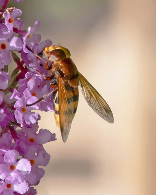 <i class='fa fa-user'></i>&nbsp;Johan van Gurp&nbsp;|  Stadsreus&nbsp; <i class='fa fa-eye'>&nbsp;59</i> &nbsp;<i class='fa fa-thumbs-up'>&nbsp;1</i> &nbsp; <i class='fa fa-comment-o'>&nbsp;3</i>
