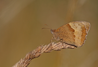 <i class='fa fa-user'></i>&nbsp;Cor&nbsp;|  Bruin Zandoogje&nbsp; <i class='fa fa-eye'>&nbsp;72</i> &nbsp;<i class='fa fa-thumbs-up'>&nbsp;9</i> &nbsp; <i class='fa fa-comment-o'>&nbsp;8</i>