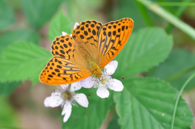 <i class='fa fa-user'></i>&nbsp;PascalK&nbsp;|  Keizersmantel&nbsp; <i class='fa fa-eye'>&nbsp;90</i> &nbsp;<i class='fa fa-thumbs-up'>&nbsp;4</i> &nbsp; <i class='fa fa-comment-o'>&nbsp;6</i>