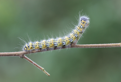 <i class='fa fa-user'></i>&nbsp;Paul Vandebroek&nbsp;|  Wapendrager&nbsp; <i class='fa fa-eye'>&nbsp;65</i> &nbsp;<i class='fa fa-thumbs-up'>&nbsp;5</i> &nbsp; <i class='fa fa-comment-o'>&nbsp;7</i>