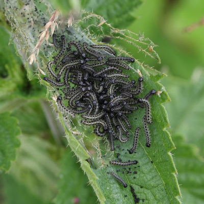 <i class='fa fa-user'></i>&nbsp;Ad Sprang&nbsp;|  Kleine Vos&nbsp; <i class='fa fa-eye'>&nbsp;115</i> &nbsp;<i class='fa fa-thumbs-up'>&nbsp;1</i> &nbsp; <i class='fa fa-comment-o'>&nbsp;6</i>