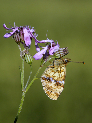 <i class='fa fa-user'></i>&nbsp;Mignon-Creative&nbsp;|  Purperstreepparelmoervlinder&nbsp; <i class='fa fa-eye'>&nbsp;73</i> &nbsp;<i class='fa fa-thumbs-up'>&nbsp;6</i> &nbsp; <i class='fa fa-comment-o'>&nbsp;3</i>