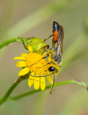 <i class='fa fa-user'></i>&nbsp;pietwil&nbsp;|  Sabelsprinkhanendoder&nbsp; <i class='fa fa-eye'>&nbsp;66</i> &nbsp; <i class='fa fa-comment-o'>&nbsp;3</i>