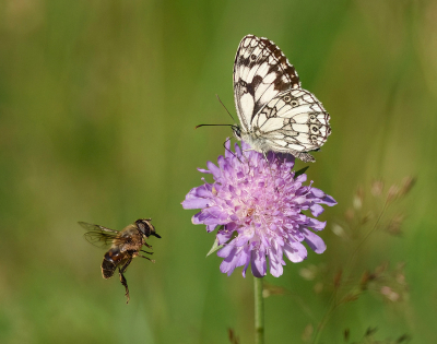 <i class='fa fa-user'></i>&nbsp;Jurgen Maassen&nbsp;|  Dambordje&nbsp; <i class='fa fa-eye'>&nbsp;96</i> &nbsp;<i class='fa fa-thumbs-up'>&nbsp;13</i> &nbsp; <i class='fa fa-comment-o'>&nbsp;5</i>