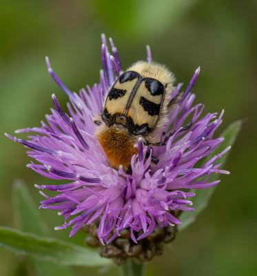 <i class='fa fa-user'></i>&nbsp;Tim Oord&nbsp;|  Penseelkever&nbsp; <i class='fa fa-eye'>&nbsp;72</i> &nbsp;<i class='fa fa-thumbs-up'>&nbsp;3</i> &nbsp; <i class='fa fa-comment-o'>&nbsp;6</i>