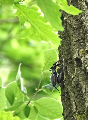 <i class='fa fa-user'></i>&nbsp;nelappelmelk&nbsp;|  Vliegend Hert&nbsp; <i class='fa fa-eye'>&nbsp;83</i> &nbsp; <i class='fa fa-comment-o'>&nbsp;0</i>