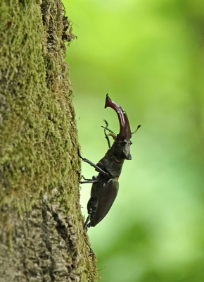 <i class='fa fa-user'></i>&nbsp;nelappelmelk&nbsp;|  Vliegend Hert&nbsp; <i class='fa fa-eye'>&nbsp;143</i> &nbsp;<i class='fa fa-thumbs-up'>&nbsp;10</i> &nbsp; <i class='fa fa-comment-o'>&nbsp;12</i>