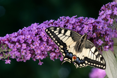 <i class='fa fa-user'></i>&nbsp;Johan van Gurp&nbsp;|  Koninginnenpage&nbsp; <i class='fa fa-eye'>&nbsp;56</i> &nbsp; <i class='fa fa-comment-o'>&nbsp;3</i>