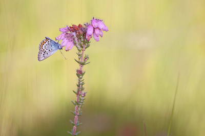 <i class='fa fa-user'></i>&nbsp;Pieter  LJ&nbsp;|  Heideblauwtje&nbsp; <i class='fa fa-eye'>&nbsp;71</i> &nbsp;<i class='fa fa-thumbs-up'>&nbsp;4</i> &nbsp; <i class='fa fa-comment-o'>&nbsp;2</i>