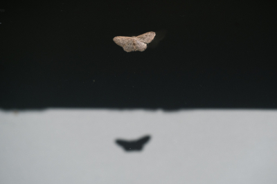 <i class='fa fa-user'></i>&nbsp;Gert-Jan Cromwijk&nbsp;|  Paardenbloemspanner&nbsp; <i class='fa fa-eye'>&nbsp;76</i> &nbsp; <i class='fa fa-comment-o'>&nbsp;2</i>