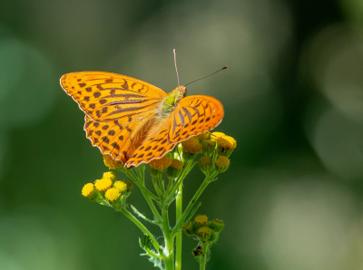 <i class='fa fa-user'></i>&nbsp;pietwil&nbsp;|  Keizersmantel&nbsp; <i class='fa fa-eye'>&nbsp;68</i> &nbsp;<i class='fa fa-thumbs-up'>&nbsp;1</i> &nbsp; <i class='fa fa-comment-o'>&nbsp;0</i>