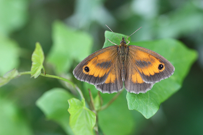 <i class='fa fa-user'></i>&nbsp;Paul Vandebroek&nbsp;|  Oranje Zandoogje&nbsp; <i class='fa fa-eye'>&nbsp;68</i> &nbsp;<i class='fa fa-thumbs-up'>&nbsp;7</i> &nbsp; <i class='fa fa-comment-o'>&nbsp;6</i>