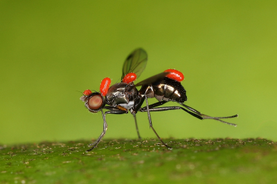 <i class='fa fa-user'></i>&nbsp;Sophie&nbsp;|  Sepsis fulgens&nbsp; <i class='fa fa-eye'>&nbsp;173</i> &nbsp;<i class='fa fa-thumbs-up'>&nbsp;16</i> &nbsp; <i class='fa fa-comment-o'>&nbsp;7</i>